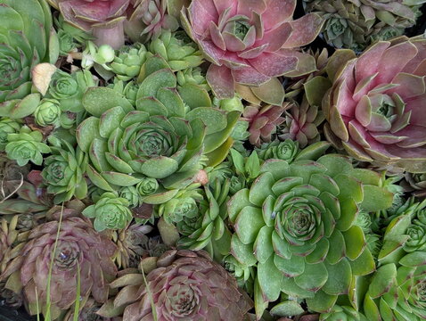 Diverse Sempervivum Succulents Thrive in Natural Garden