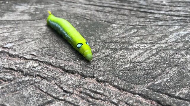 Green Caterpillar on Stone: A vibrant green caterpillar with striking blue-ringed eye spots rests on a textured stone surface, its segmented body a vivid contrast against the earthy tones.