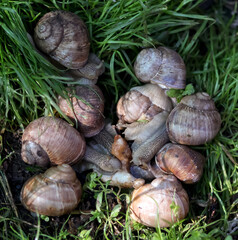 Helix pomatia, common names the Burgundy snail, Roman snail, edible snail or escargot © Vital