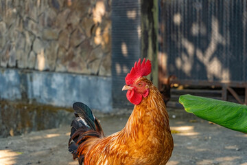 Proud Rooster Standing In A Sunny Rural Backyard With Natural Stone Wall And Lush Green Plant Leaf © Anzz Stock