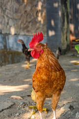 A Vibrant Brown Rooster Standing Outdoors On A Sunny Day In A Rural Farm Yard Setting © Anzz Stock
