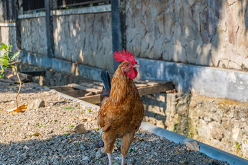 A Vibrant Brown Rooster Standing On A Gravel Ground With A Textured Stone Wall Background © Anzz Stock