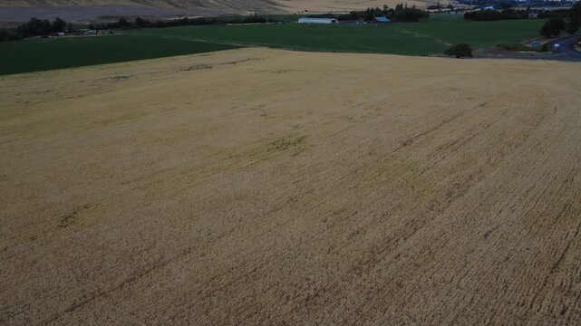 Low light top down over wheat with heavy winds rippling the field.