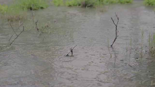 Horizontal 4K video showing raindrops hitting shallow water with ripples, grass and small branches in a natural wetland scene.