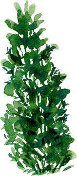 Watercolor green pine tree illustration hand painted evergreen shrub for botanical nature art and landscape garden design