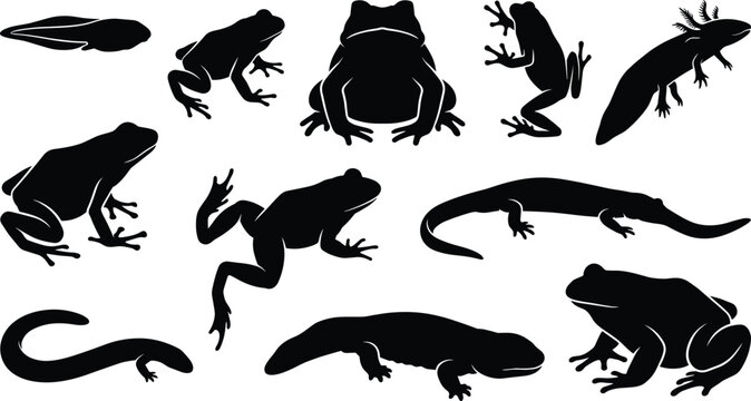 Set of diverse amphibian silhouettes featuring frogs, tadpoles, salamanders, and axolotls for wildlife design