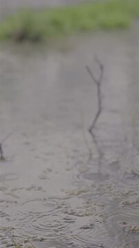 Vertical 4K video of raindrops hitting shallow water, creating ripples around grass and small branches in a natural wetland scene.