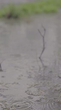 Vertical 4K slow motion video of raindrops hitting shallow water, forming gentle ripples around grass and branches in a wetland scene.