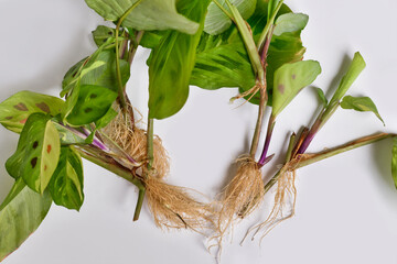 Maranta houseplant cuttings with long bare roots on white background © Firn