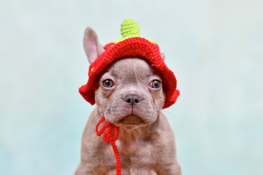 Portrait of funny young Lilac Brindle French Bulldog dog puppy with knitted strawberry hat on blue background with copy space