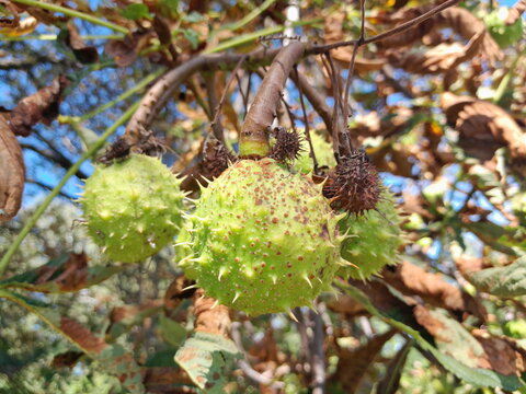 Close Up of Green Spiky Horse Chestnut Fruits on Tree Branch in Autumn Sunlight