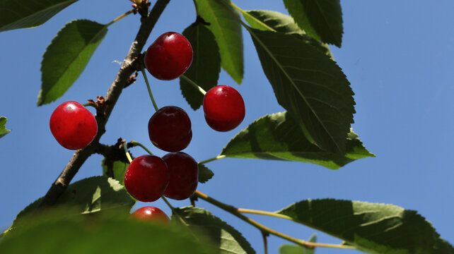 sour cherries grow on the tree and the sunshine light on the branch and berries
