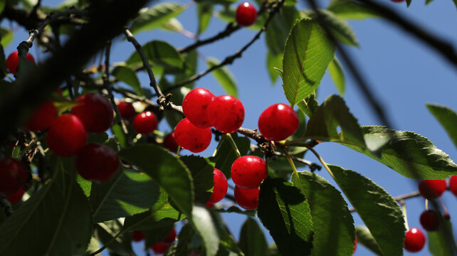 sour cherries grow on the tree and the sunshine light on the branch and berries