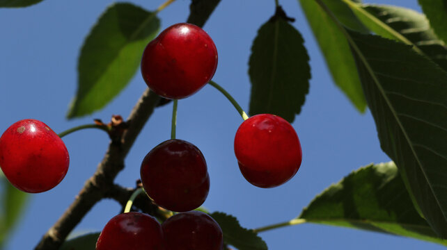 sour cherries grow on the tree and the sunshine light on the branch and berries