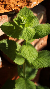green fresh mint growing outdoor