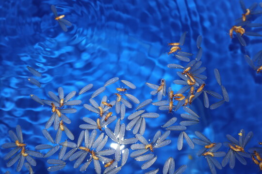 Winged termites trapped on water inside a blue plastic bucket during a nuptial flight. Natural swarming behavior of termite alates in a rural tropical environment.