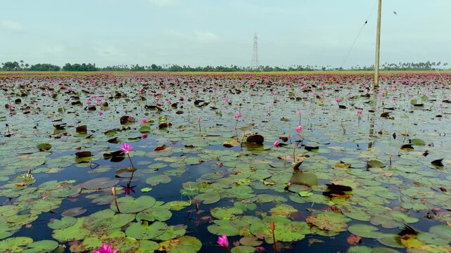 A breathtaking aerial drone view of the famous pink water lily fields of Malarikkal in Kottayam, Kerala, India. Vast wetlands and paddy fields are transformed into a vibrant carpet of blooming pink wa