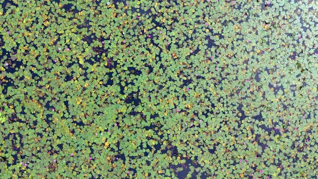 A breathtaking aerial drone view of the famous pink water lily fields of Malarikkal in Kottayam, Kerala, India. Vast wetlands and paddy fields are transformed into a vibrant carpet of blooming pink wa