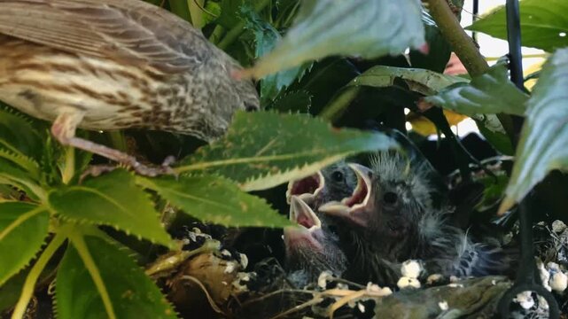 Female Cardinal Feeding Chicks in Hanging Basket Nest A close-up shot of a female northern cardinal carefully tending to and feeding her newly hatched baby chicks.