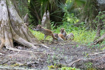 A group of rhesus monkey that were grooming when two young ones reached out to play © Linda