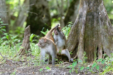 A young rhesus monkey lifting the tail of an adult while grooming along the shore of the Silver River in Florida © Linda