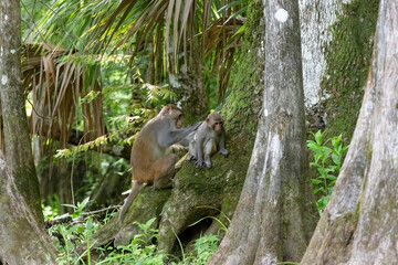An adult rhesus monkey grooming a baby rhesus monkey along the shore of the Silver River in Florida © Linda