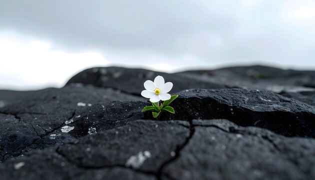 White flower blooming from cracked dark stone beneath cloudy skies creating a minimal resilient peaceful contemplative zen botanical photograph generative AI