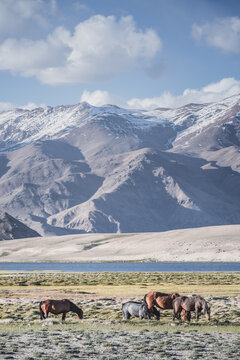 Horses grazing in a grassy mountain valley at sunset, against a backdrop of a mountain range with snow and glaciers, livestock grazing in the Pamir Mountains