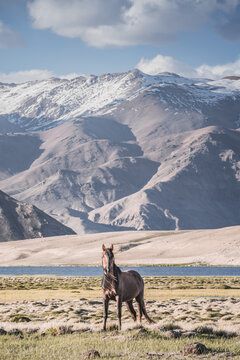 Horses grazing in a grassy mountain valley at sunset, against a backdrop of a mountain range with snow and glaciers, livestock grazing in the Pamir Mountains