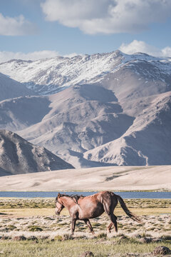 Horses grazing in a grassy mountain valley at sunset, against a backdrop of a mountain range with snow and glaciers, livestock grazing in the Pamir Mountains