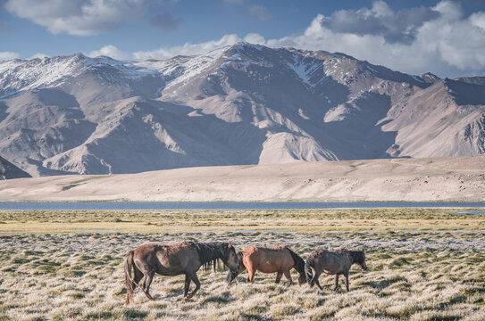 Horses grazing in a grassy mountain valley at sunset, against a backdrop of a mountain range with snow and glaciers, livestock grazing in the Pamir Mountains