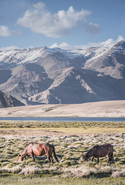 Horses grazing in a grassy mountain valley at sunset, against a backdrop of a mountain range with snow and glaciers, livestock grazing in the Pamir Mountains