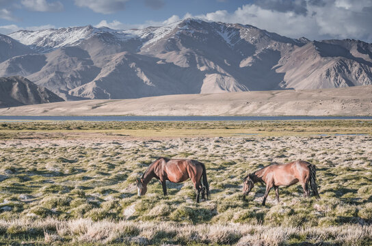 Horses grazing in a grassy mountain valley at sunset, against a backdrop of a mountain range with snow and glaciers, livestock grazing in the Pamir Mountains
