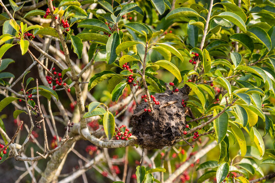 Ant nest on a tree branch