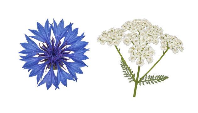 Blue Cornflower and White Yarrow Flowers