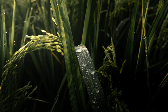 Macro shot of green rice leaf with sparkling morning dew drops and young rice ear.