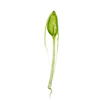 Sprout seedling growth young green plant emerging from a protective membrane isolated on a transparent background