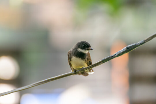 Black collared fantail perched utility wire soft blurred background Small tropical songbird resting calmly natural daylight detailed plumage