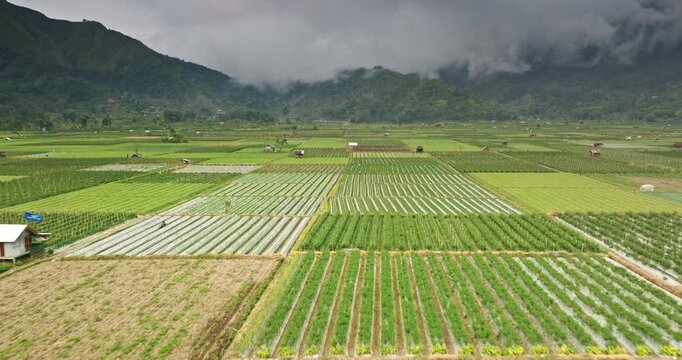 Green agriculture fields across Sembalun Valley with various crops and small farmer shelters, nestled beneath cloud covered mountains in Lombok, Indonesia, showcasing rural farming aerial landscape