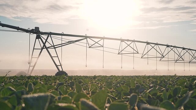 Center pivot irrigation sprays mist over soybean field at sunrise. Sprinkler system waters crop with mist spray. Pivot irrigation sprays water on soybean. Sunrise farming with mist irrigation.
