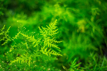 Fototapeta premium Green Asparagus Fern Plant Fronds with Bright Vivid Foliage and Dreamy Bokeh Background