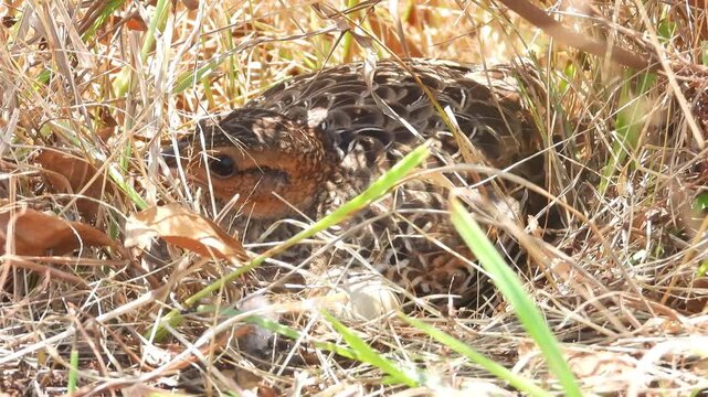 Black Francolin Call and nesting video