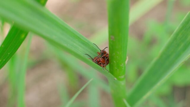 Red lily beetles mating on green garlic leaf close-up in garden