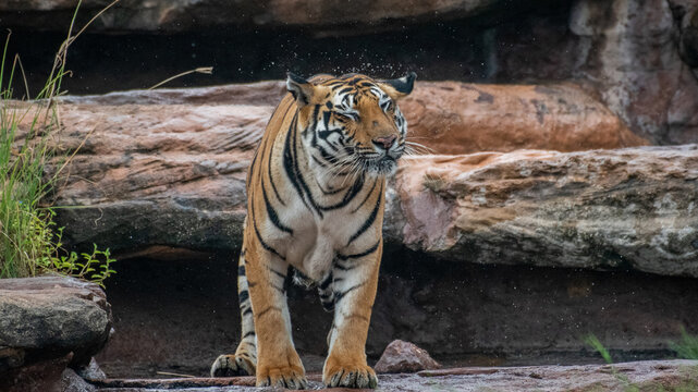 A collection of high-quality wildlife photographs featuring the Bengal Tiger (Panthera tigris tigris) in its natural forest habitat. The images capture different behaviors and perspectives, including 