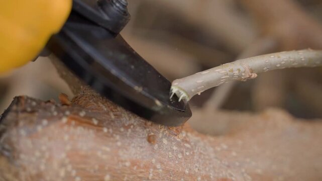 Cutting tree branch with electric pruner close-up
