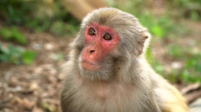 A close up portrait of a wild Japanese macaque snow monkey with its distinctive red face looking around in nature