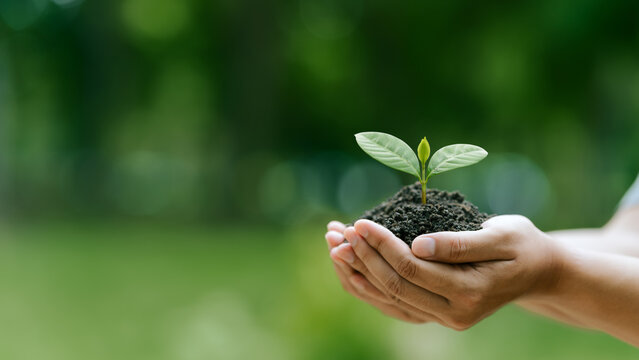 Sustainability environment concept. Hand holding young plant for environmental conservation,climate action, biodiversity, ecosystem restoration, carbon reduction and greener forest in future.