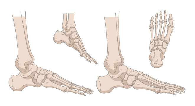 Human Foot Bones Anatomy Structure.
