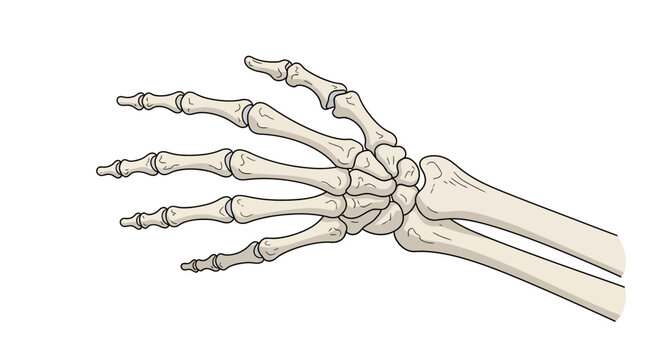 Human hand bones anatomy illustration.