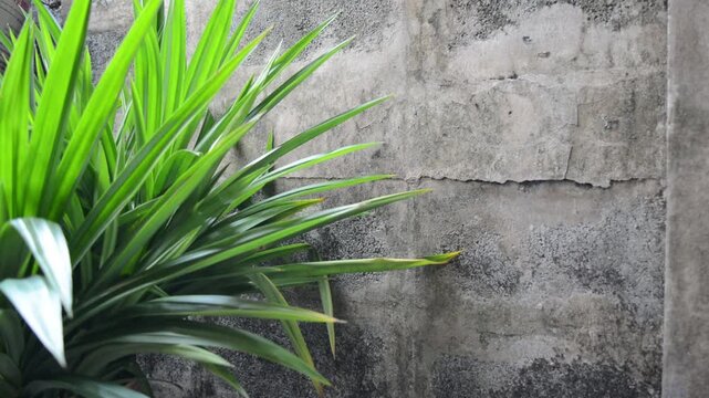 Green pandan leaves growing next to an old weathered concrete wall.